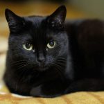 A calm black cat with vivid green eyes resting on a soft, patterned rug indoors.