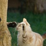 Two cats playfully interacting by a tree, showcasing feline curiosity and companionship.