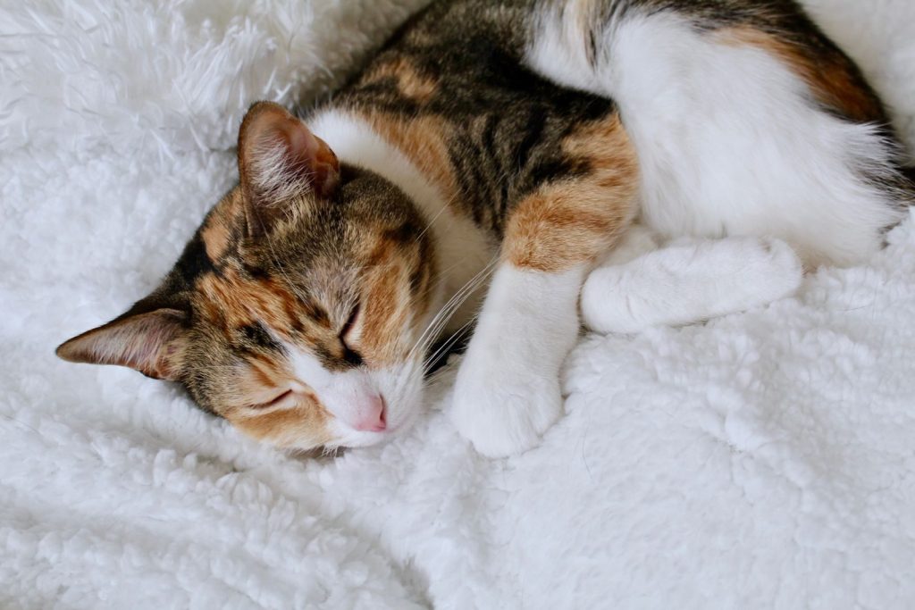 A serene calico cat resting peacefully on a soft white blanket indoors.