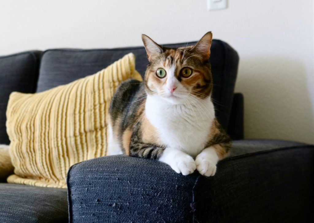 Adorable calico cat relaxing on a sofa indoors with a yellow pillow, peaceful ambiance.