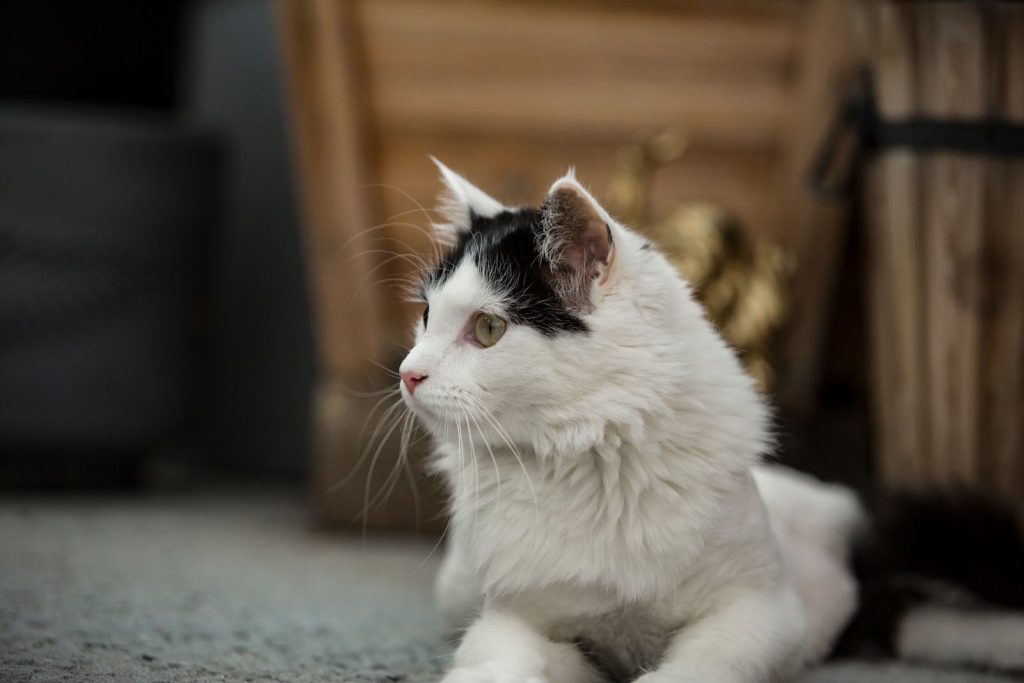 A relaxed black and white domestic cat lying indoors with a curious gaze.
