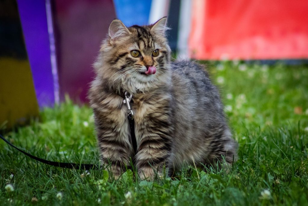 Adorable fluffy tabby cat on a leash sitting on grass in a vibrant garden scene.