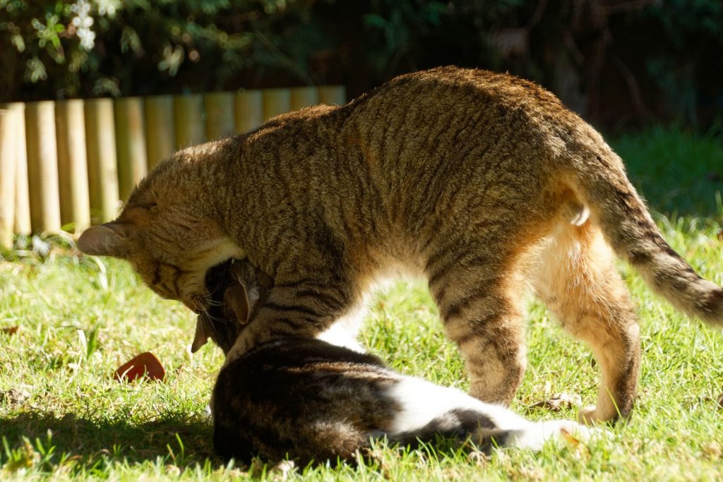 Two cats playing on the grass in a sunny outdoor garden.
