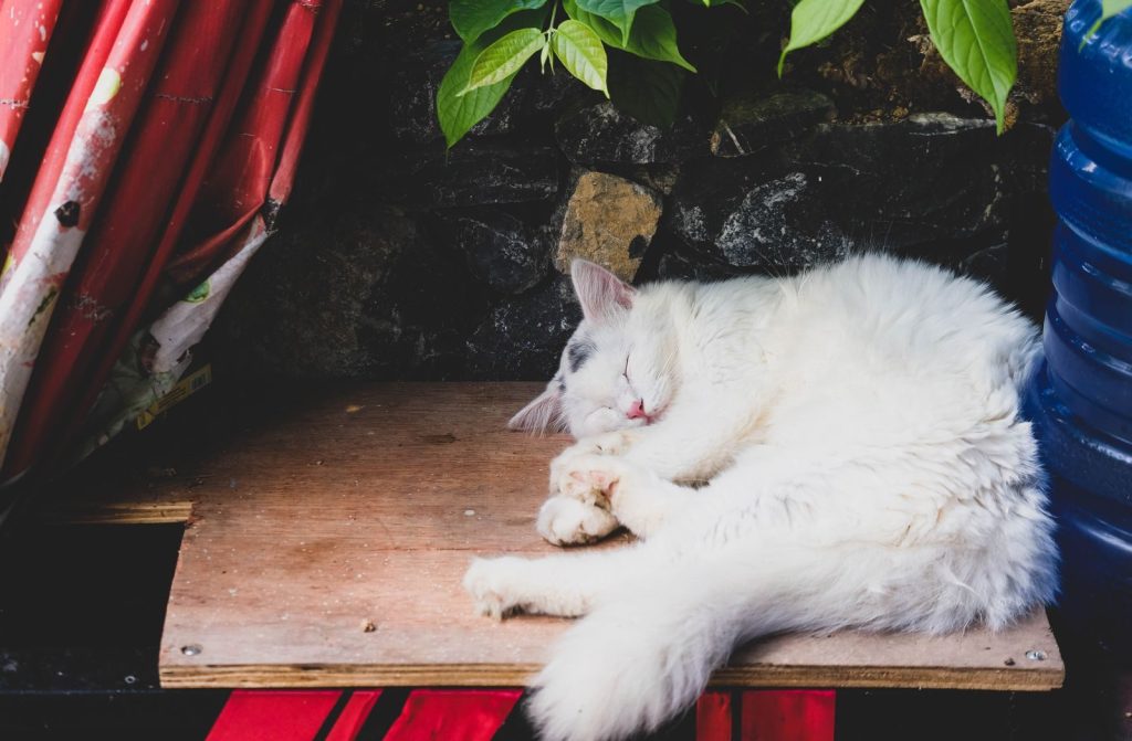 A fluffy white cat peacefully sleeping on a wooden surface under a leafy plant.