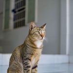 A serene tabby cat sits indoors, looking attentive in a modern home.