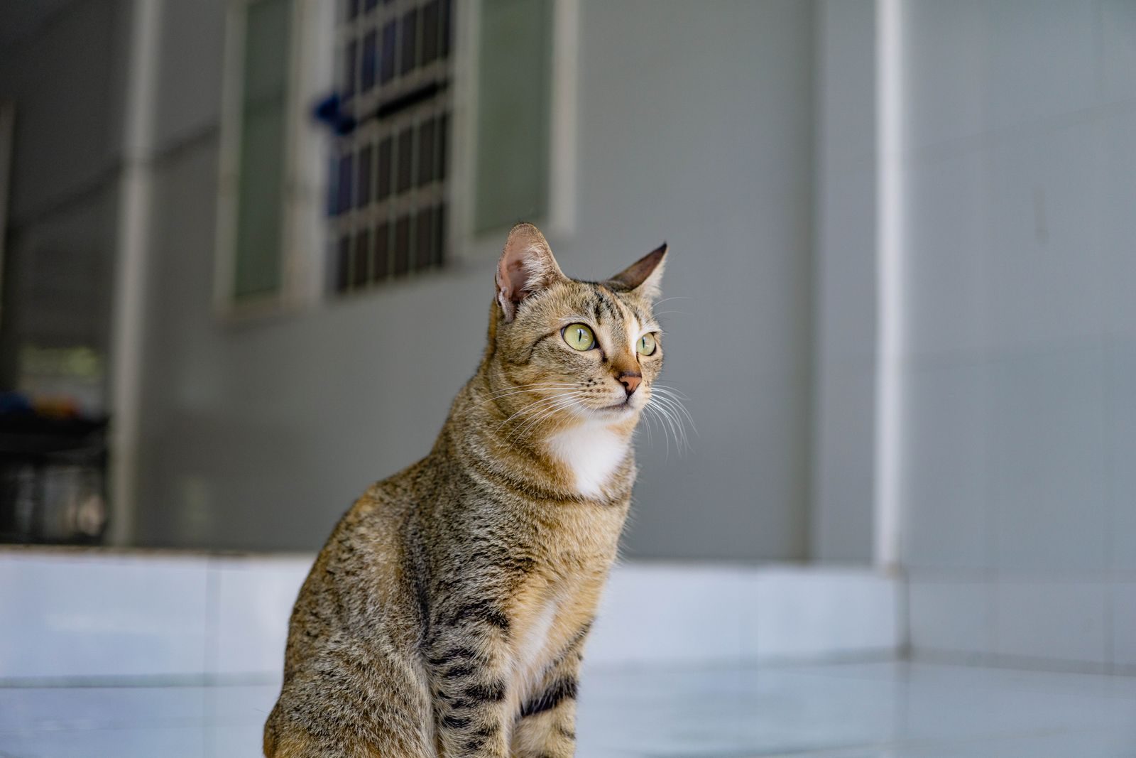 A serene tabby cat sits indoors, looking attentive in a modern home.