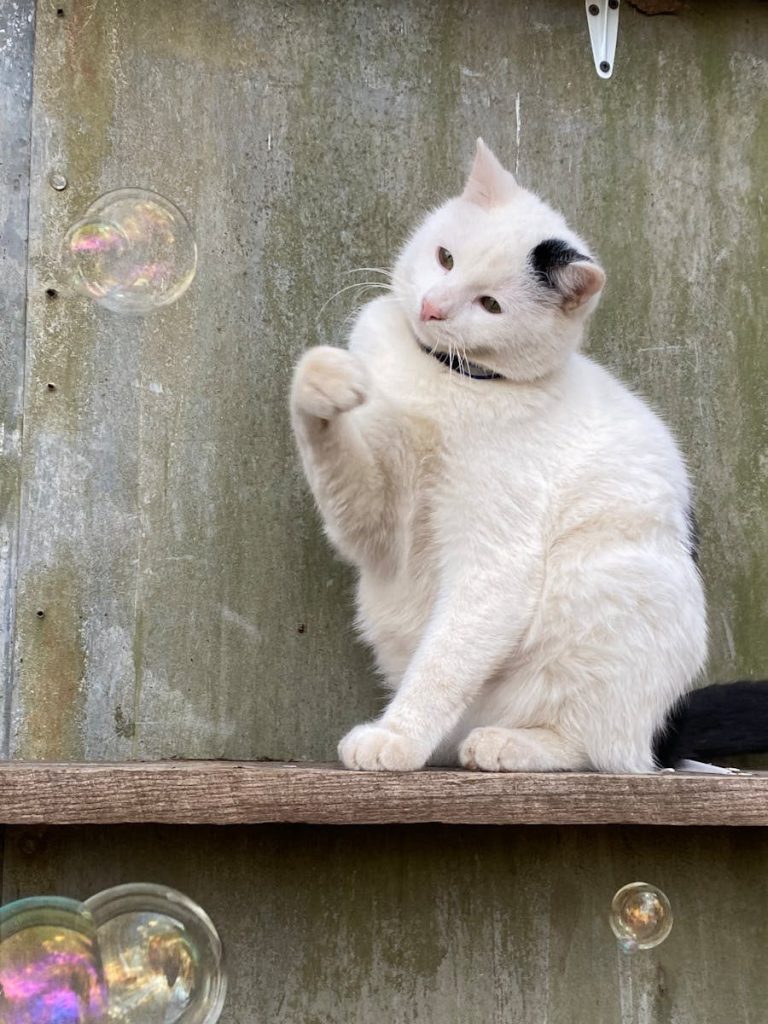 Adorable white cat playing with bubbles on a wooden shelf outdoors.