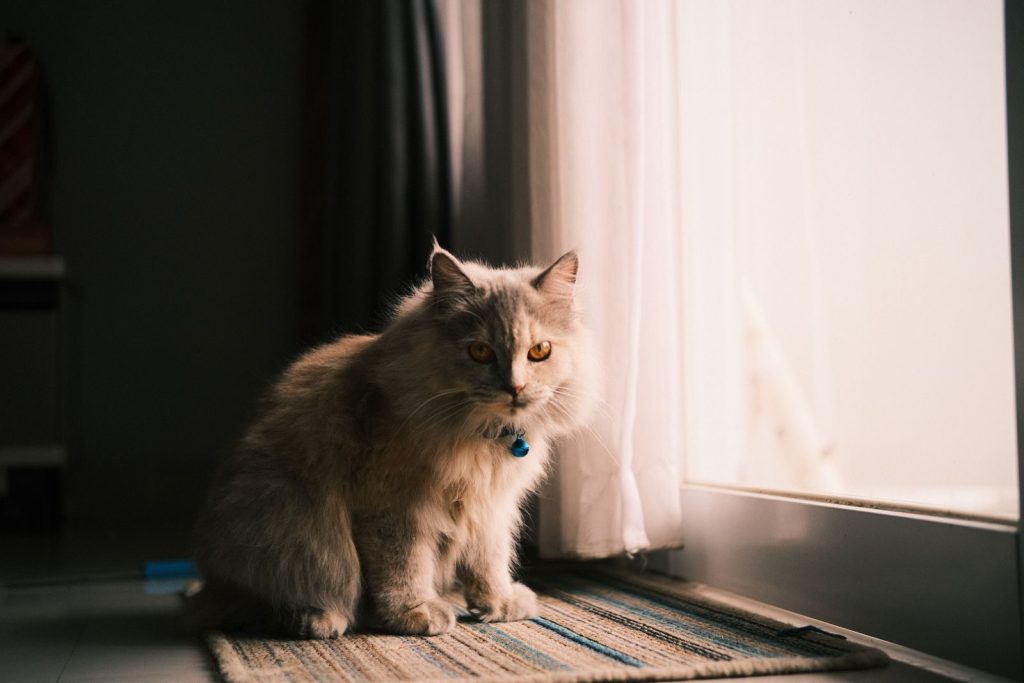 A fluffy cat gazes through a sunlit window, creating a serene indoor scene with warm tones.