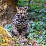Spotted leopard cat in the lush forests of Gangtok, Sikkim, India, showcasing natural beauty.