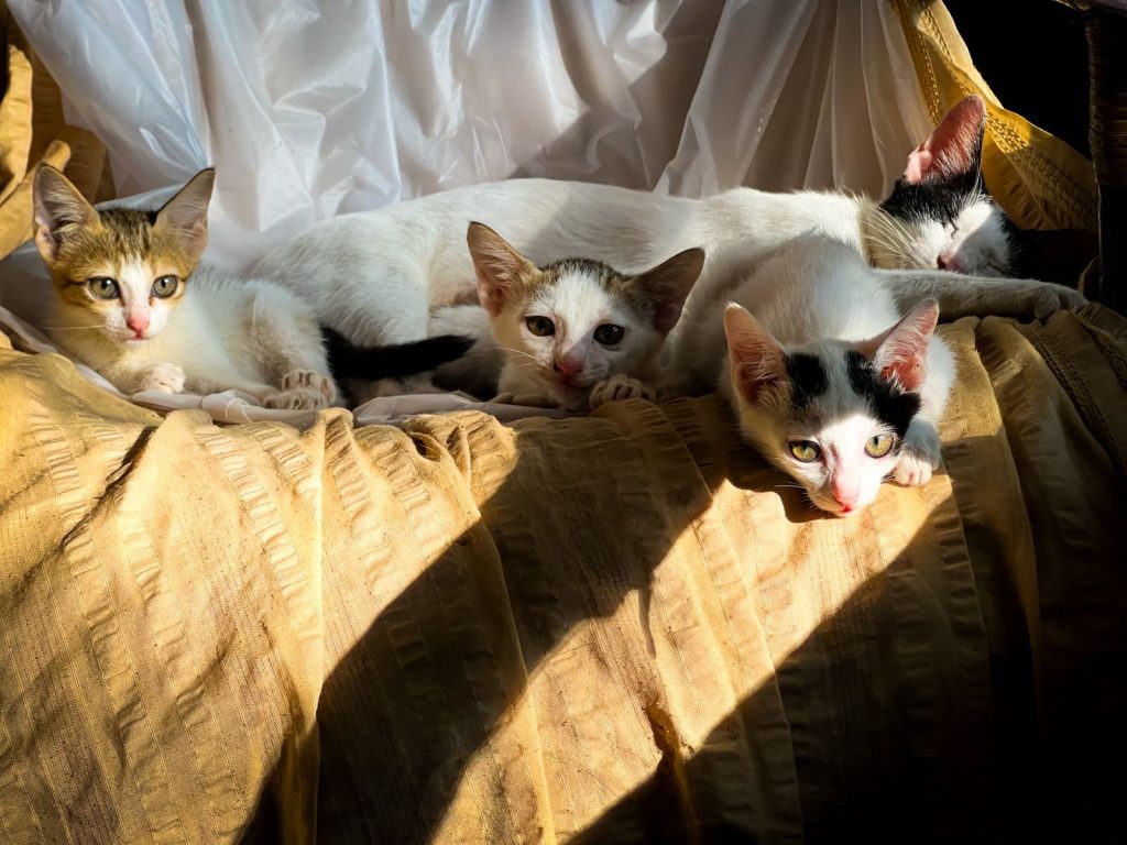Four cats lounging on a sunlit chair with a relaxed and cozy vibe.
