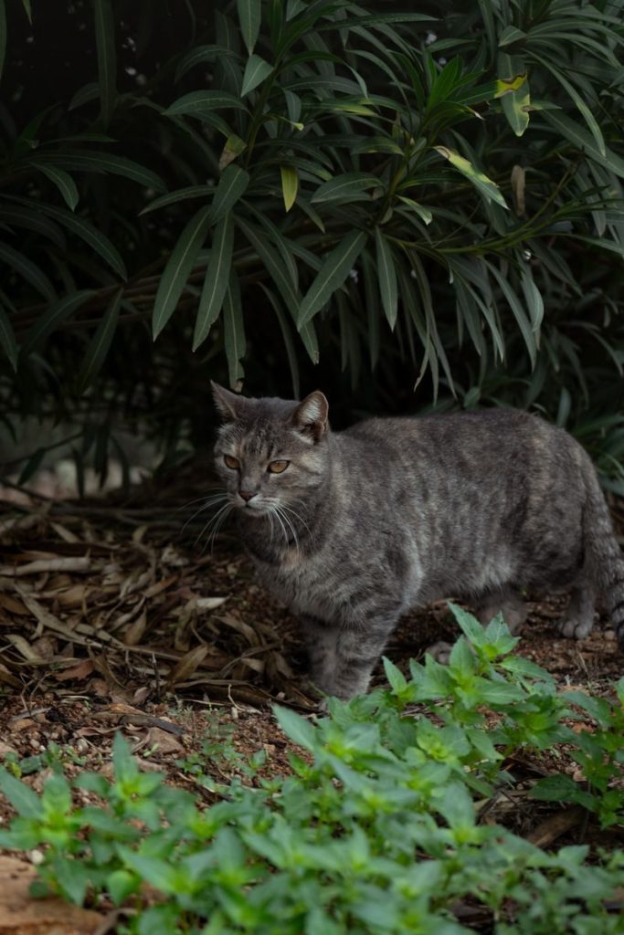 Grey tabby cat exploring a lush garden with greenery and plants.