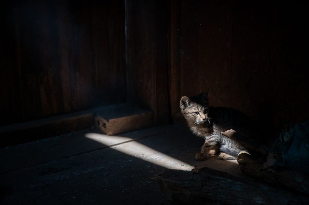 A kitten sits alone in a dark room, illuminated by a beam of light.