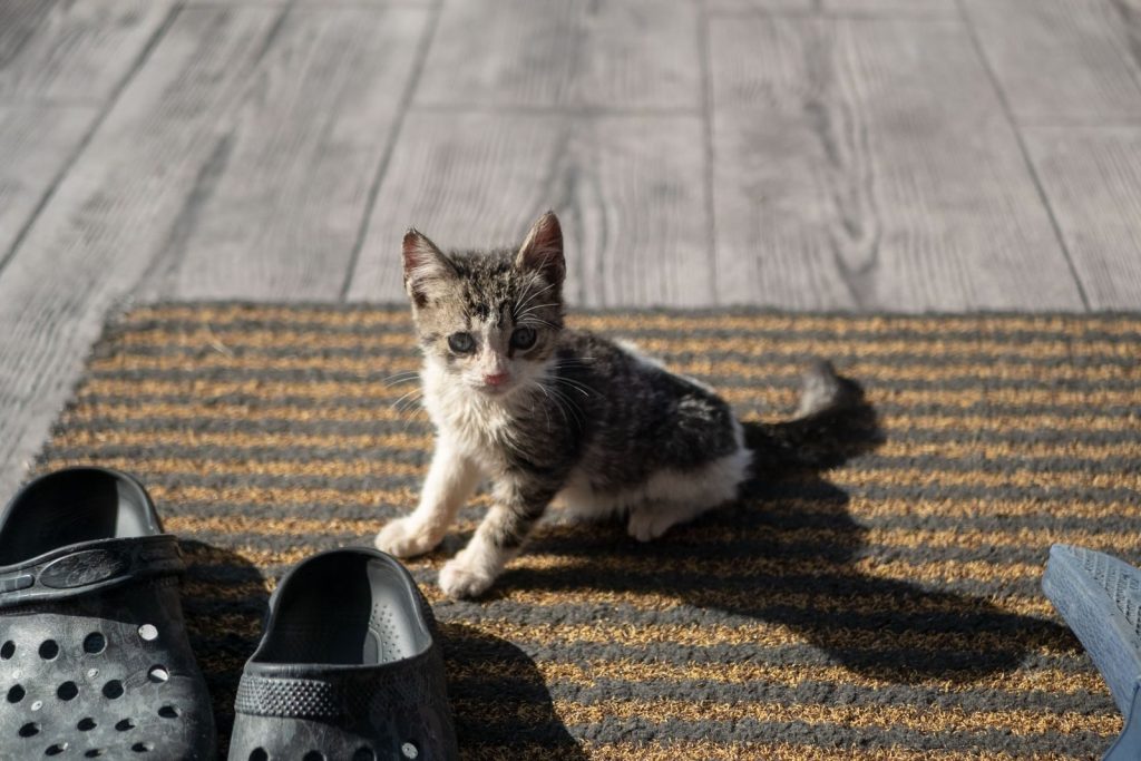 Cute kitten sitting on a striped carpet next to clogs. Bright indoor lighting.