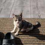 Cute kitten sitting on a striped carpet next to clogs. Bright indoor lighting.