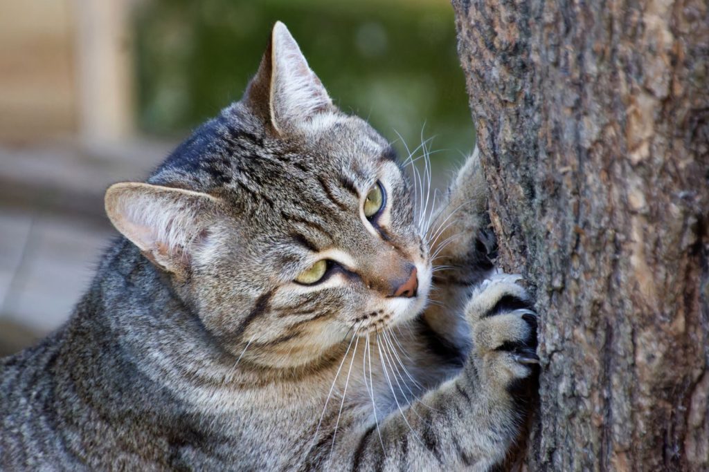 A focused tabby cat with sharp claws scratching a tree in a natural setting.