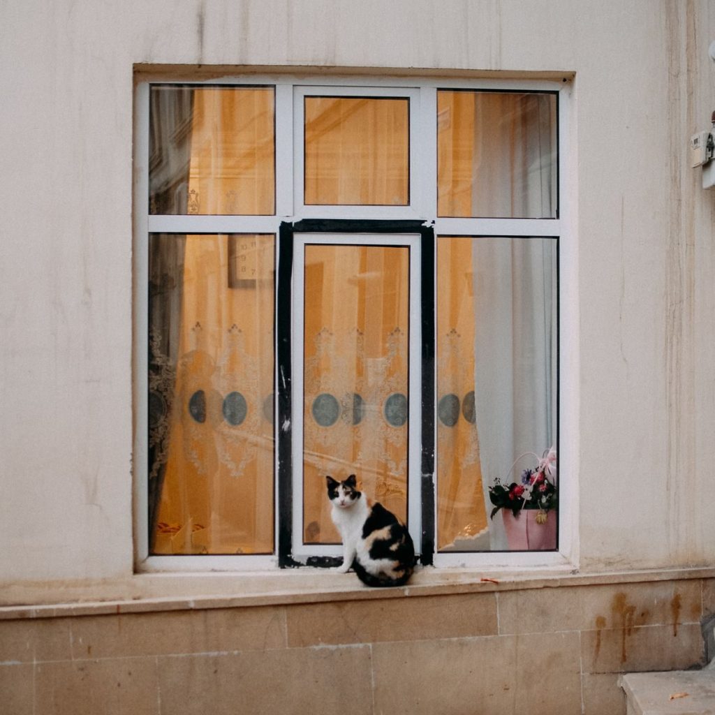 A calico cat sits on a windowsill in Baku, Azerbaijan, capturing the charm of city life.