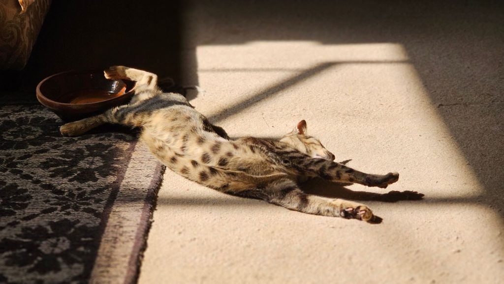 A leopard spotted cat stretching on a sunlit carpet indoors, exuding relaxation.