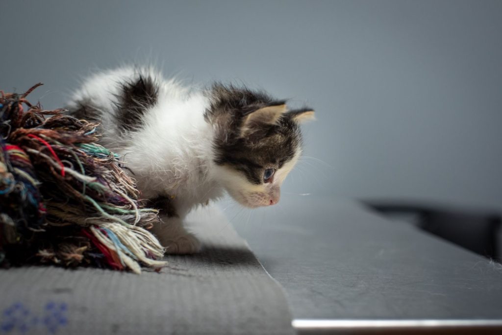 Charming kitten with fluffy fur exploring on a colorful carpet indoors in Trinidad.