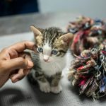 Charming portrait of a kitten being petted at a shelter in Trinidad, showcasing adoption warmth.
