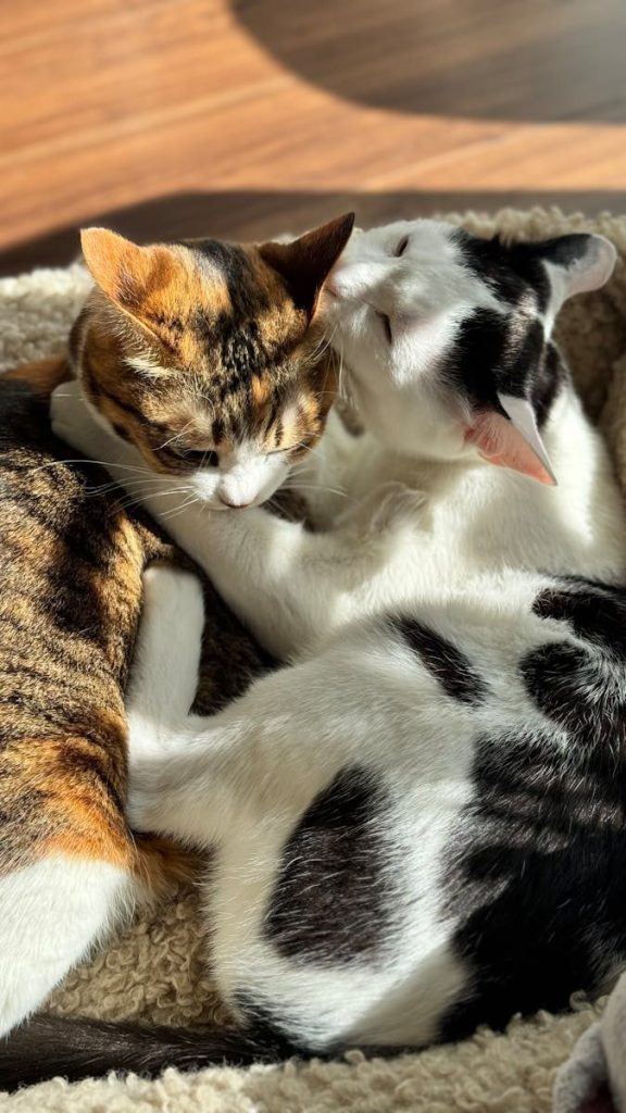 Two adorable cats cuddle in a sunlit room, sharing tender grooming moments.