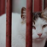 A close-up of a white and tabby cat peeking through red metal bars, with a solemn expression.