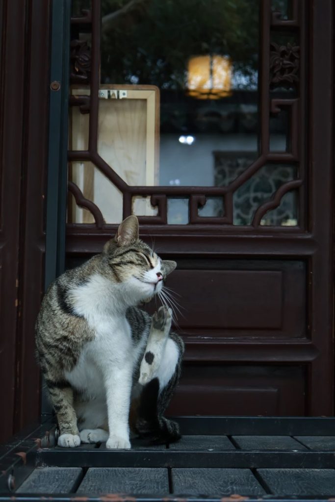 Tabby cat grooming itself seated in a traditional doorway setting.