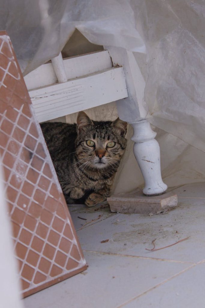 Tabby cat peering out from under a white table in a cozy indoor setting.
