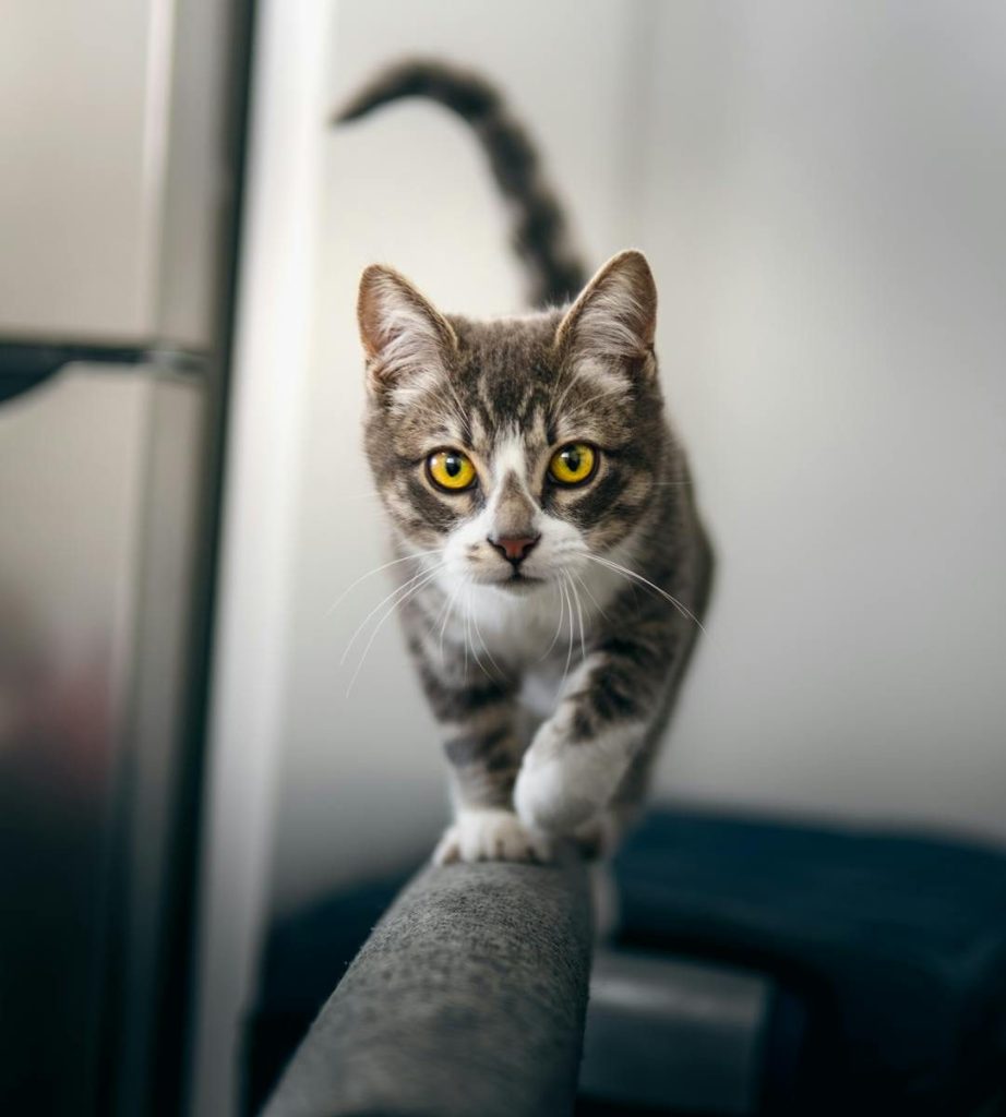 A focused tabby cat walks a narrow beam indoors, showcasing agility and curiosity.
