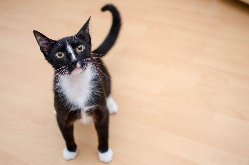 cat, domestic cat, dachowiec, animal, a well-groomed cat, cat's eyes, pet, favorite