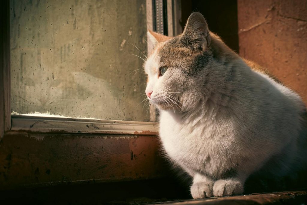 A tranquil cat gazes thoughtfully out a window, bathed in warm sunlight.