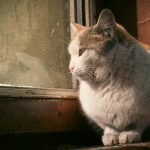 A tranquil cat gazes thoughtfully out a window, bathed in warm sunlight.