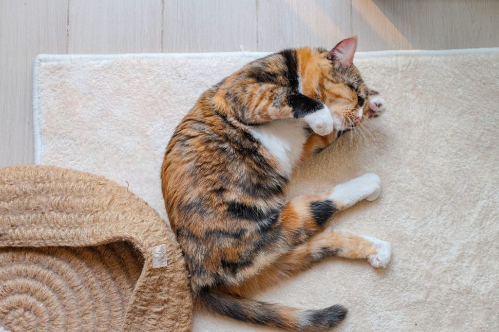 A fluffy calico cat lounging comfortably on a cream-colored rug indoors.