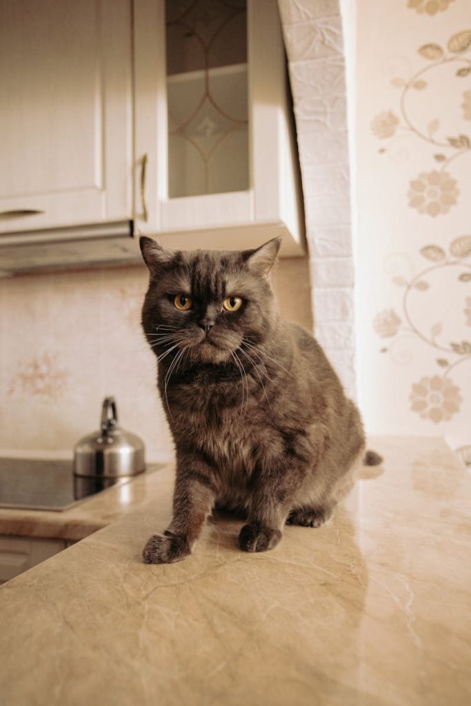 Cute British Shorthair cat sitting on a marble kitchen countertop in a cozy home setting.