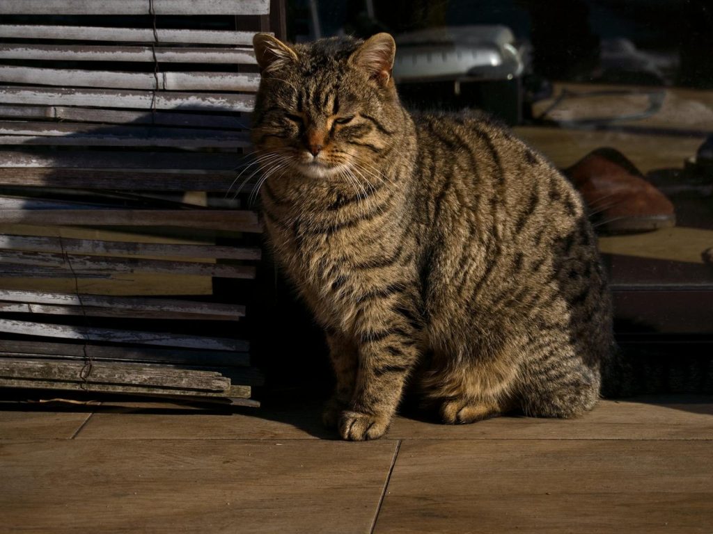 Striped tabby cat basking in sunlight against a rustic background.