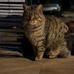 Striped tabby cat basking in sunlight against a rustic background.