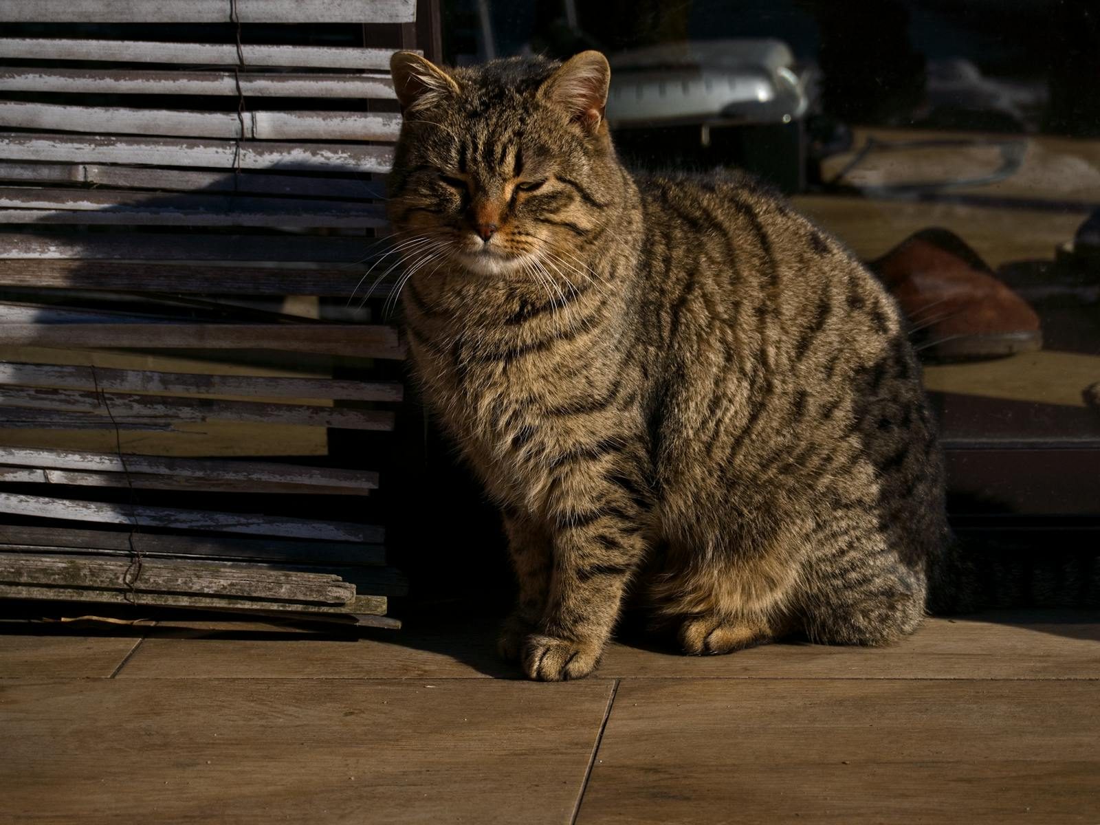 Striped tabby cat basking in sunlight against a rustic background.