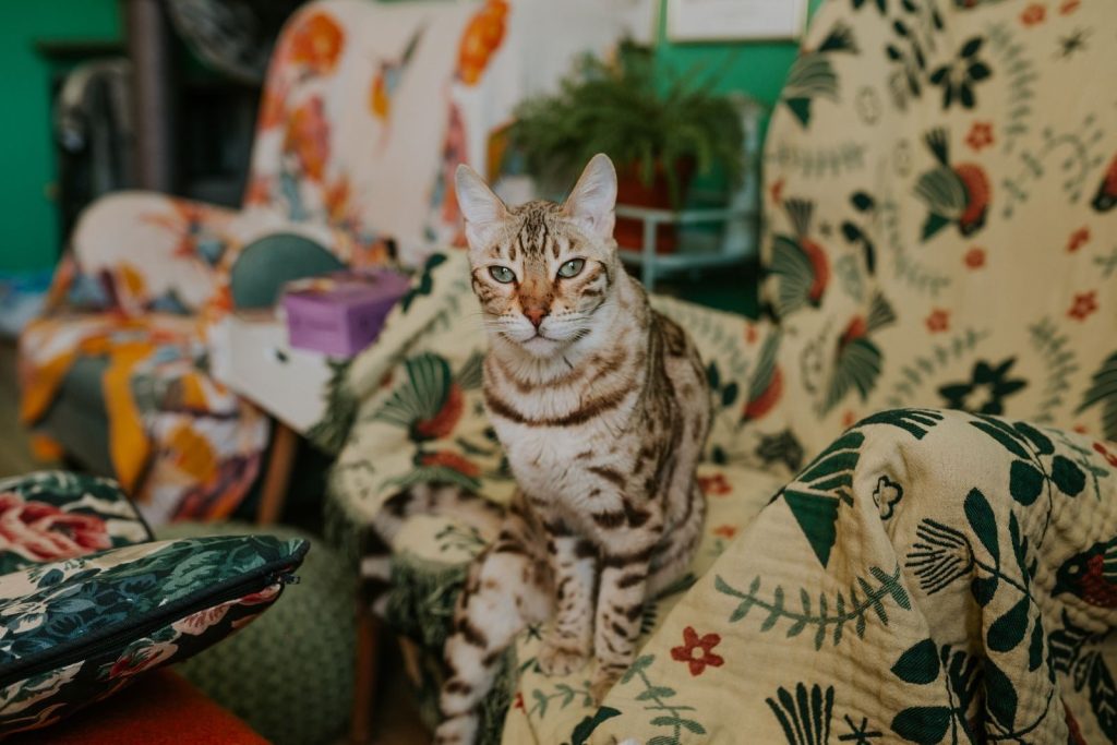 Bengal cat perched on floral-patterned chair, creating a charming indoor scene.