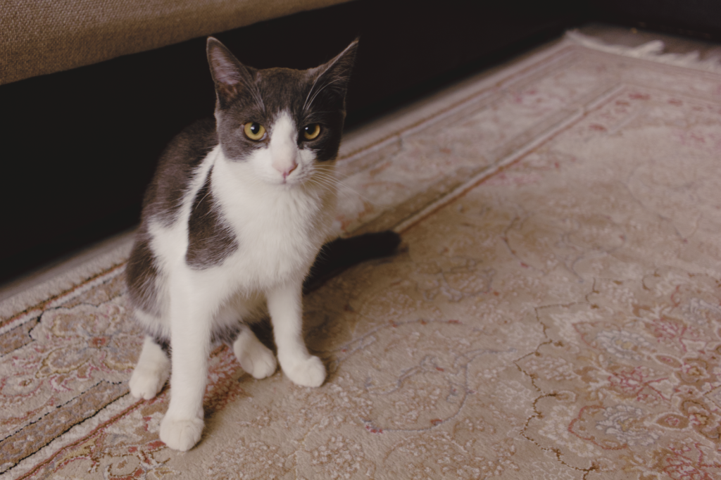 A cute tuxedo cat with bright eyes sitting on a patterned carpet indoors.