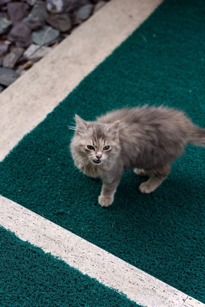 Close-up of a fluffy grey kitten standing on a green mat outdoors, looking curiously upward.
