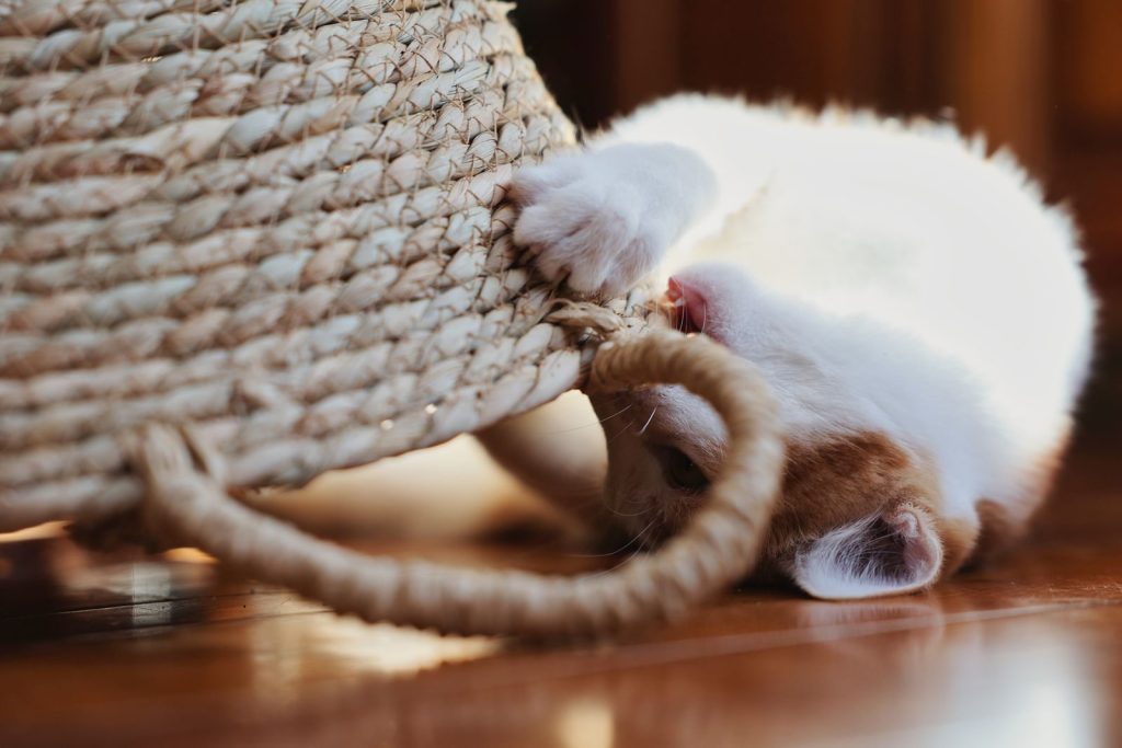 Adorable ginger kitten playfully exploring a woven basket on a wooden floor.