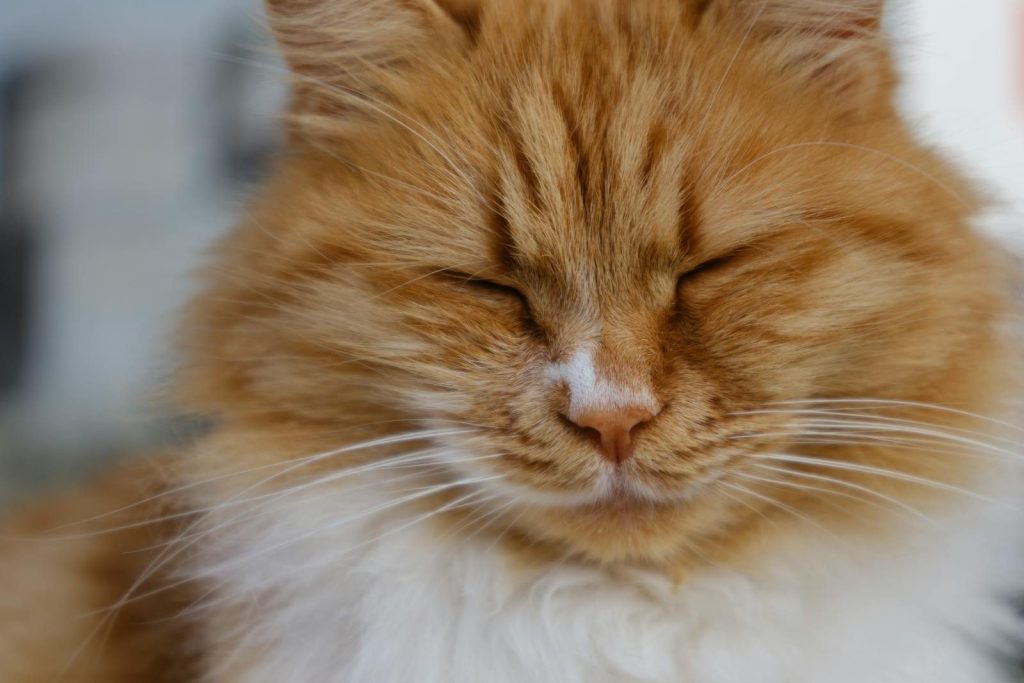 A close-up of a ginger cat with closed eyes, showcasing its fluffy fur and serene expression.