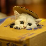 Adorable white kitten peeking out of a cardboard box with playful eyes.