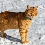 Ginger tabby cat with a collar stands on snowy terrain under the winter sun.