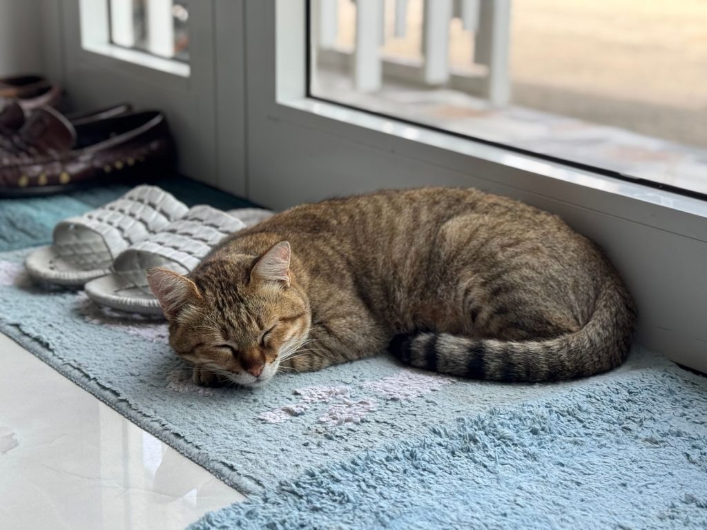 A content tabby cat sleeping comfortably on a rug by the window on a warm day.
