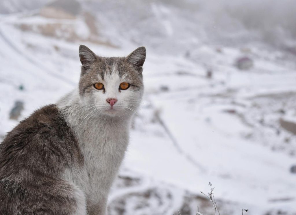A domestic cat with striking orange eyes sits gracefully in a snowy winter landscape.