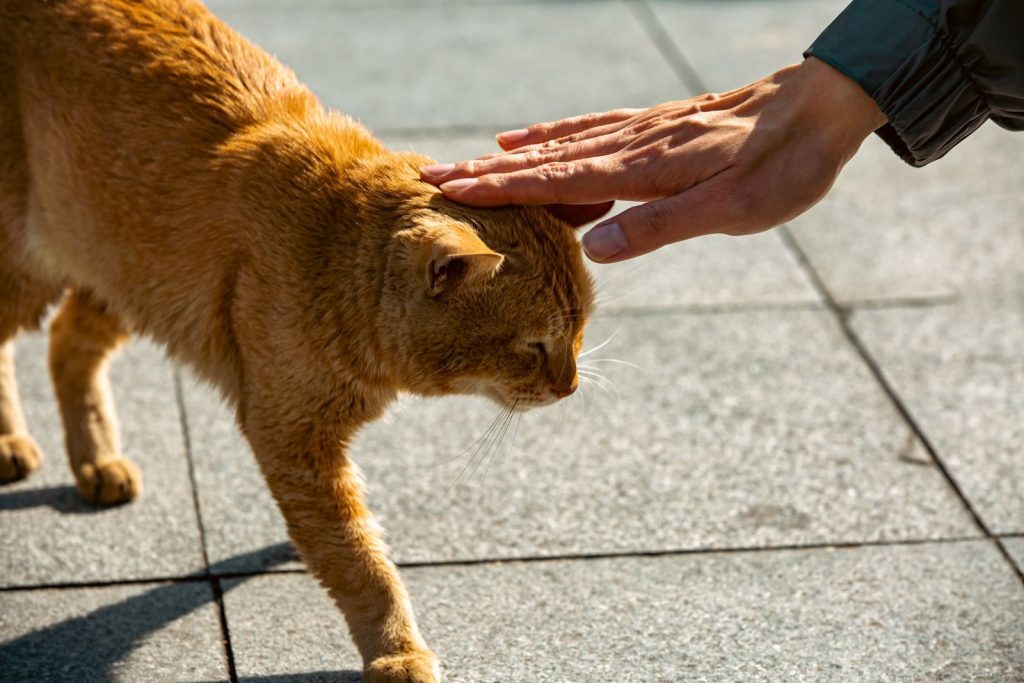 A ginger cat is lovingly patted on the head by a human hand in an outdoor setting.