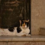 A serene calico cat lounges on marble steps against a textured wall, embodying calmness.