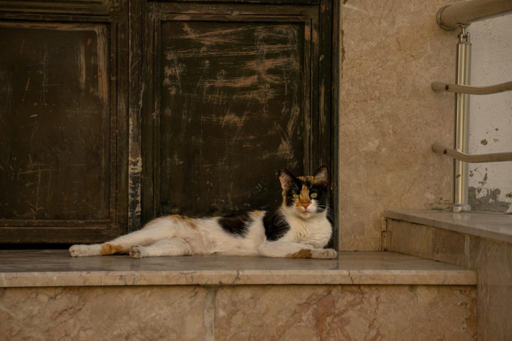 A calico stray cat comfortably lounging on marble steps in an outdoor urban setting.