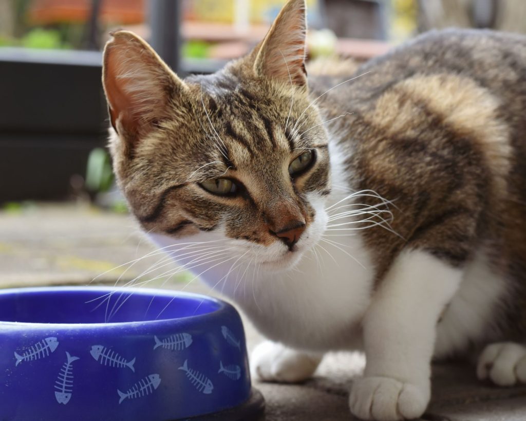A close-up of a tabby cat sitting next to a blue fishbone-patterned food bowl outside.