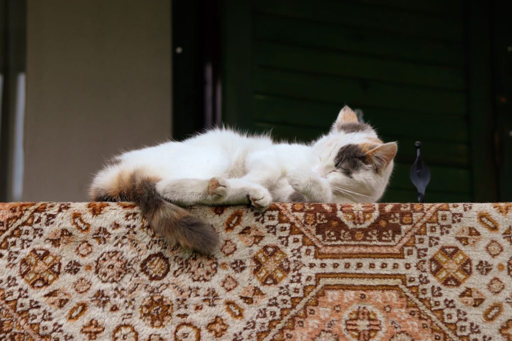 A cute cat comfortably napping on a patterned blanket outdoors, capturing a peaceful moment.